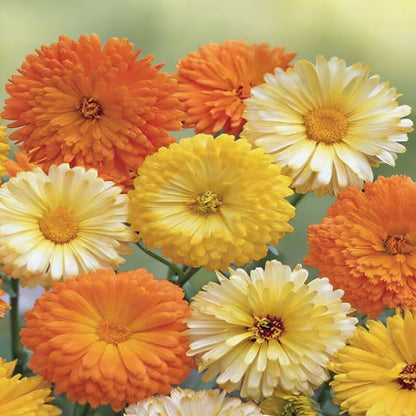 Calendula Officinalis Fiesta Gitana Mixed Flower Seeds