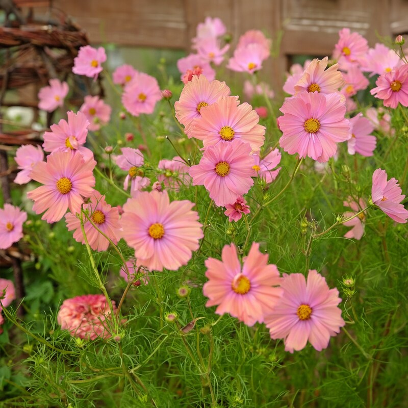 Peach Rose Cosmos Seeds - Peach Cosmos Flower Seeds for Garden