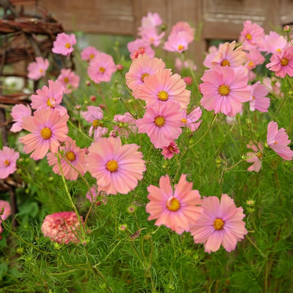 Peach Rose Cosmos Seeds - Peach Cosmos Flower Seeds for Garden