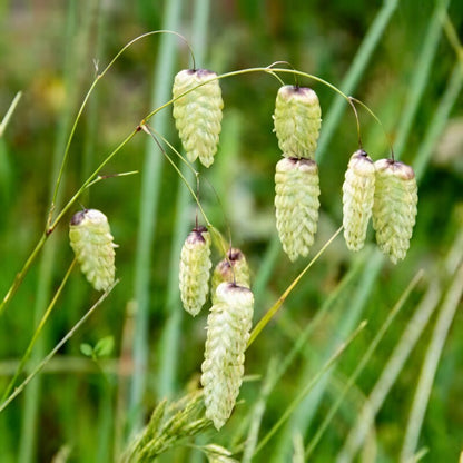 Briza Maxima Seeds - Quaking Grass Seeds for Garden