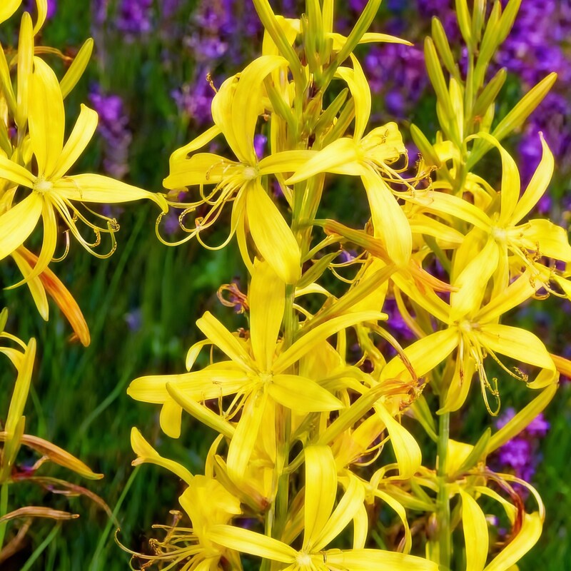 asphodeline-lutea-seeds-for-garden-planting