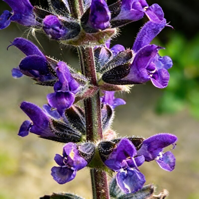 salvia-verbenaca-flower-seeds-salvia-flower-seeds-for-garden