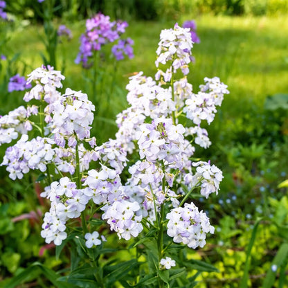 Sweet Rocket Seeds – Fragrant Flowers for Planting