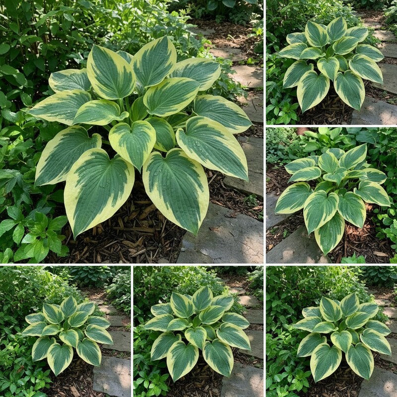 Hosta Seeds for Planting – Heirloom Non-GMO Perennial Shade Plant Mixed Color Foliage Variety