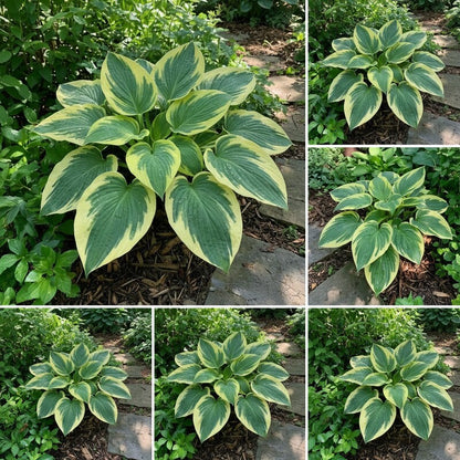 Hosta Seeds for Planting – Heirloom Non-GMO Perennial Shade Plant Mixed Color Foliage Variety