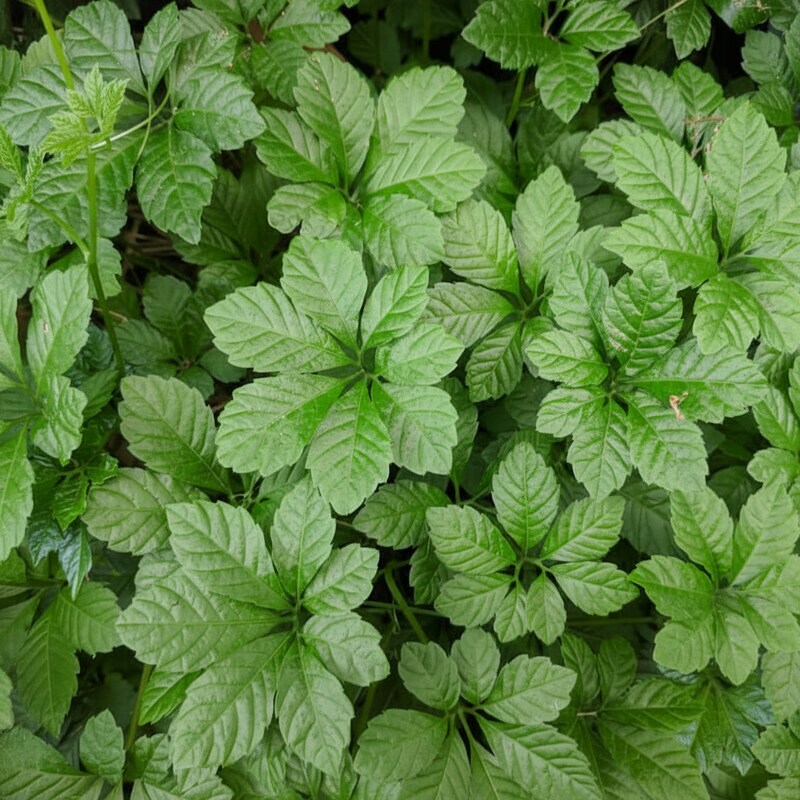 Gynostemma Pentaphyllum Seeds for Planting Jiaogulan Herb