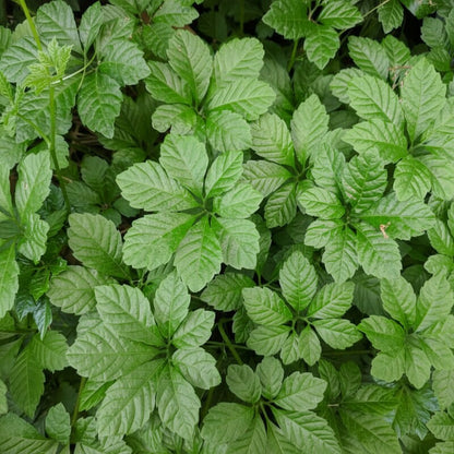 Gynostemma Pentaphyllum Seeds for Planting Jiaogulan Herb