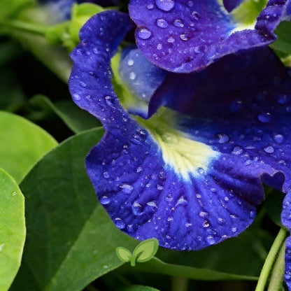 Aloe Weed Blue Flower Seeds For Planting