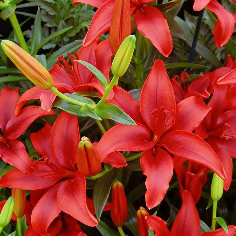 Lillium Asiatic Red Seeds for Garden Planting