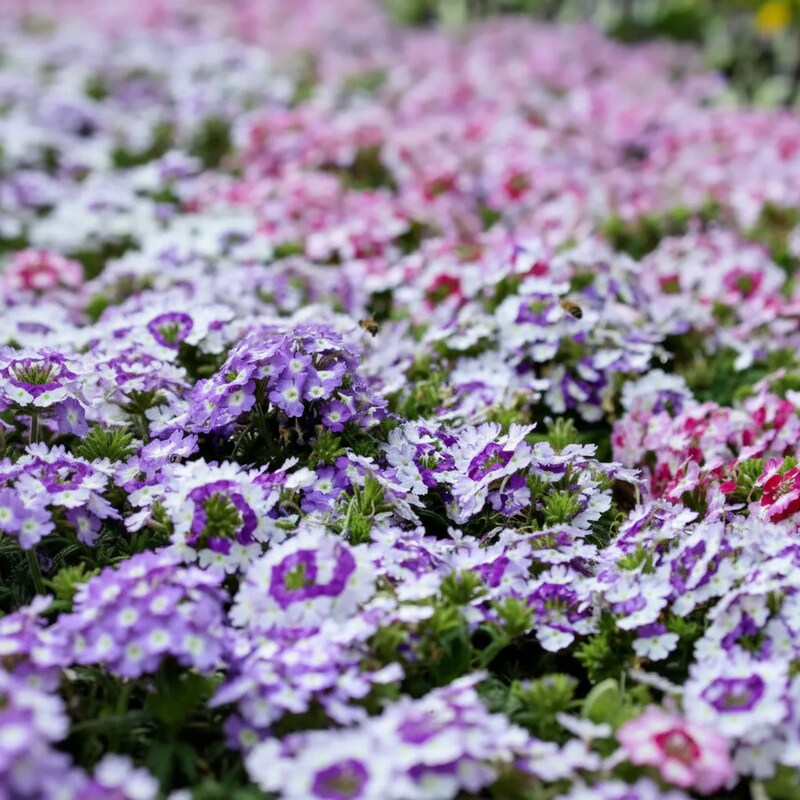 Verbena Scentsation Flower Seeds