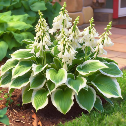 Variegated White Hosta Seeds for Planting – Green Leaves with Elegant White Edges