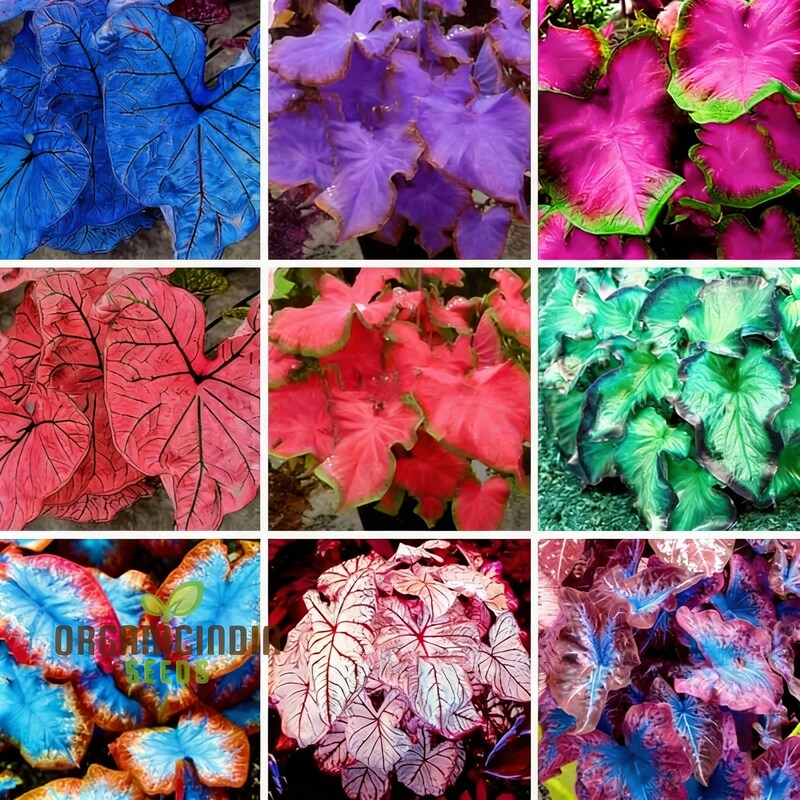 Caladium Seeds for Planting – Rainbow Perennial Foliage Plant (100 Seeds)