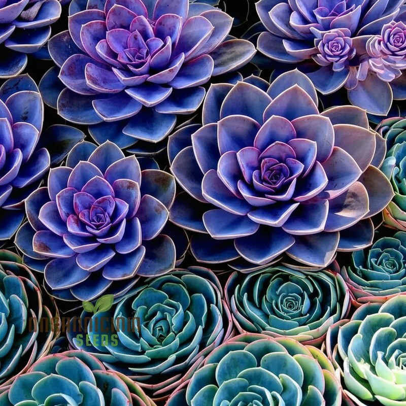 Polygon Flower Seeds for Garden Planting