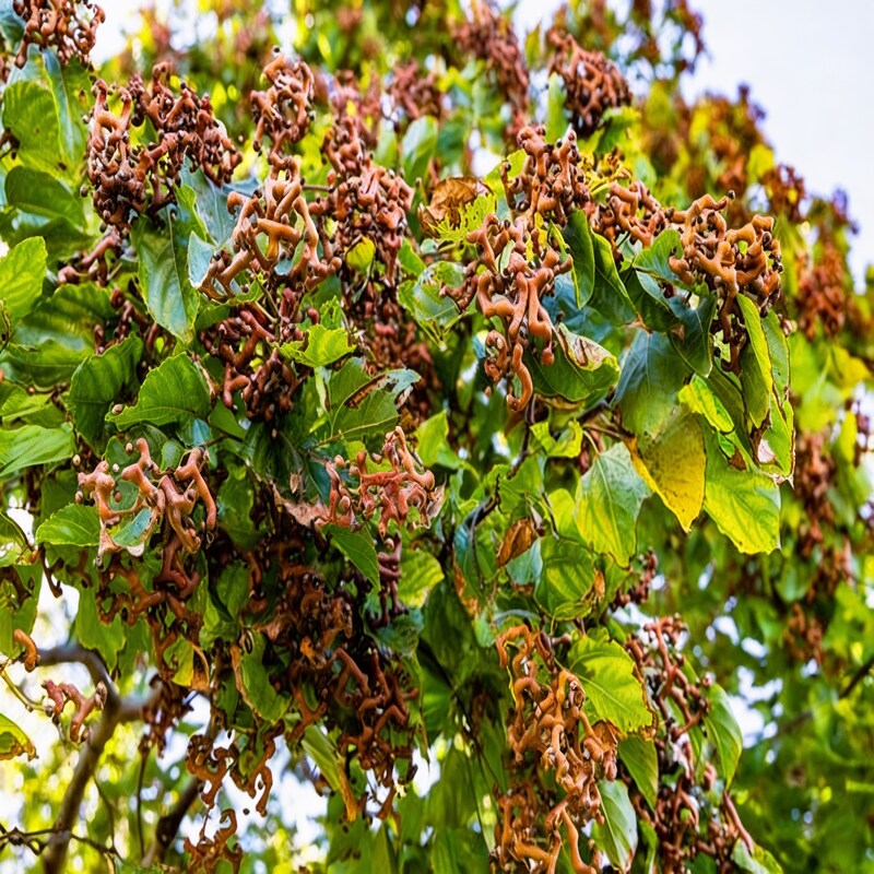 Japanese Raisin Tree Seeds - Hovenia Dulcis Tree Seeds for Garden
