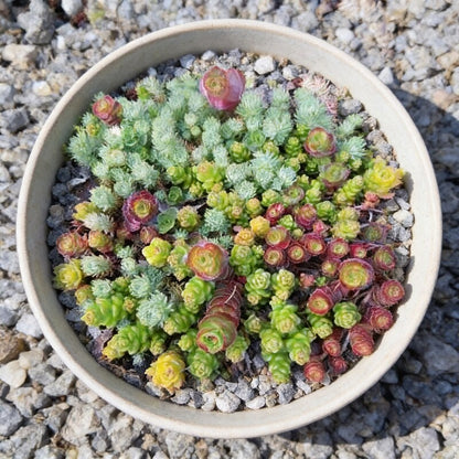 Mixed Sedum Seeds for Containers and Ground Cover