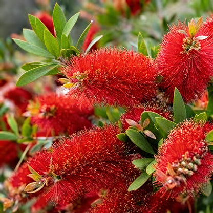 Callistemon Citrinus Flower Seeds for Garden Planting