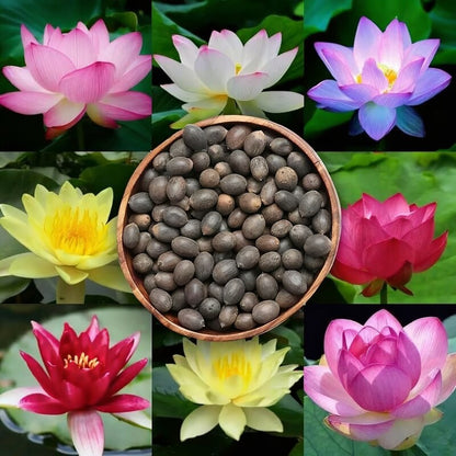 Mixed Colour Lotus Seeds for Planting