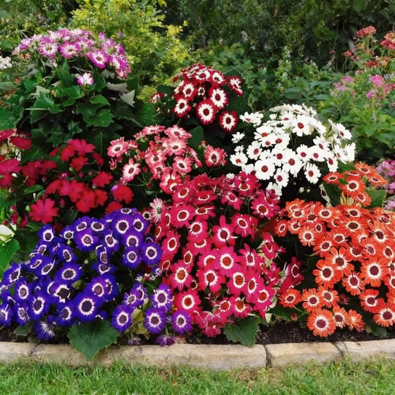 cineraria-excelsior-seeds-enchanting-blooms-with-vibrant-colors