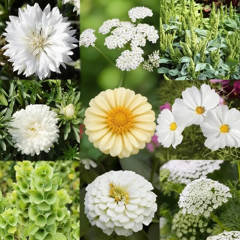 Green with Envy Flower Seed Mix for Garden Planting