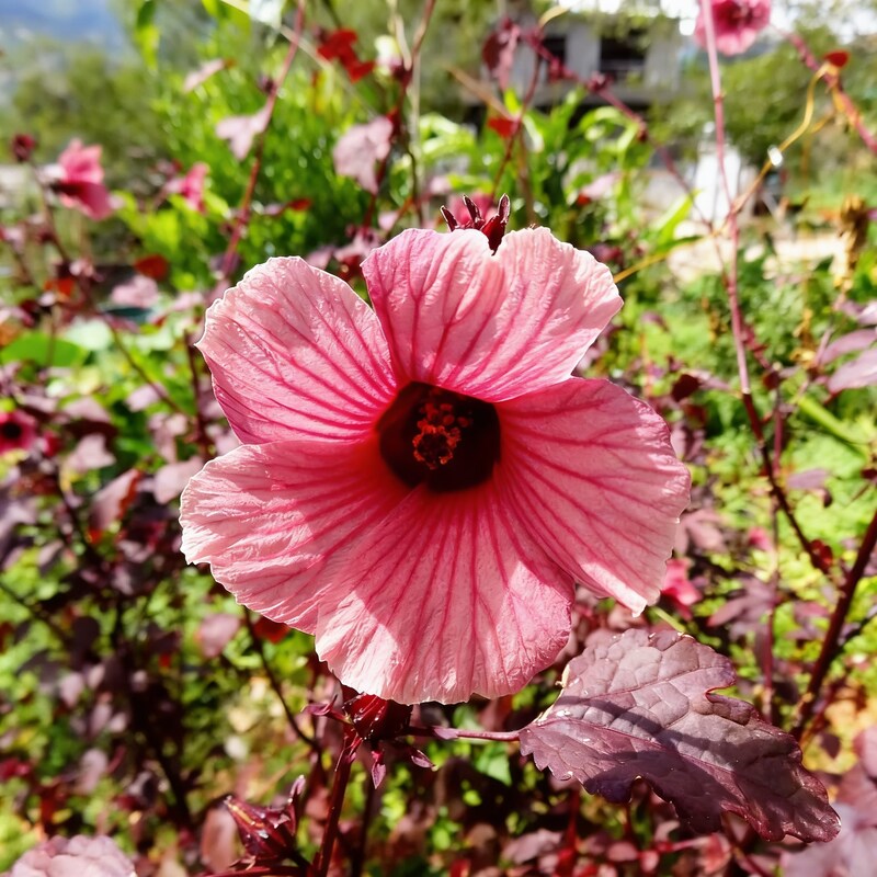 Cranberry Hibiscus Seeds - Hibiscus Flower Seeds for Garden