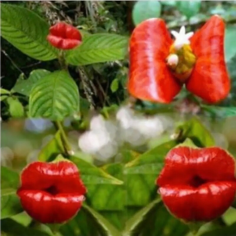 Salvia 'Hot Lips' Flower Seeds for Planting