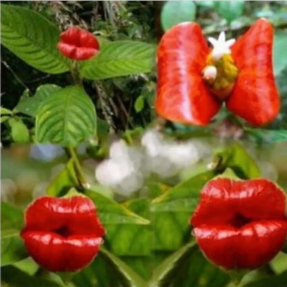 Salvia 'Hot Lips' Flower Seeds for Planting