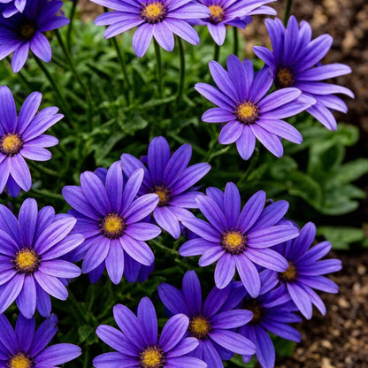 Vibrant Senetti (Pericallis) Flower Seeds