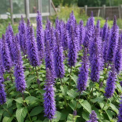 Agastache Hybrida Astello Indigo Seeds