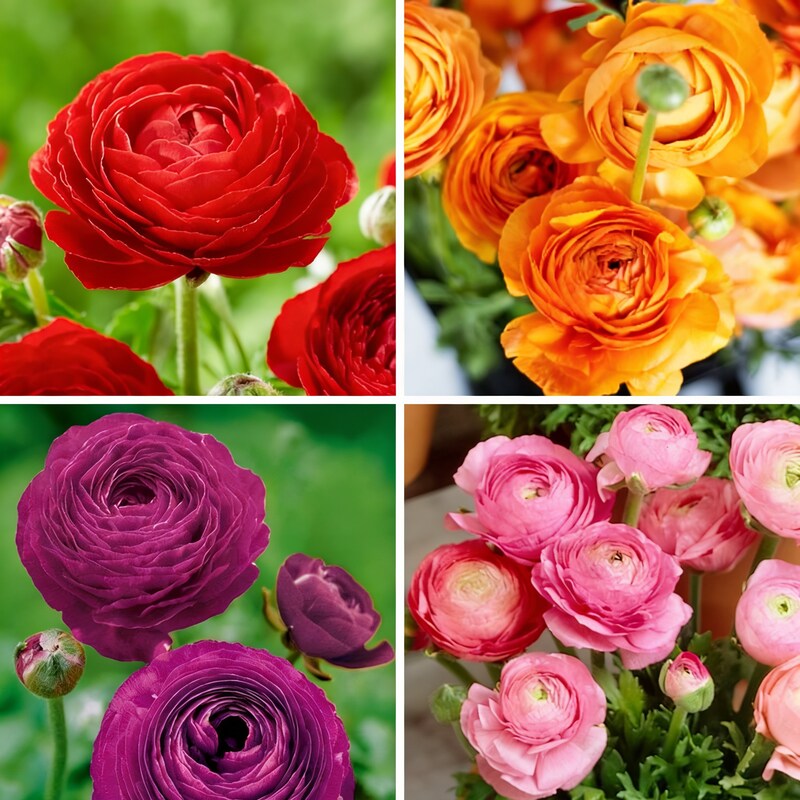 ranunculus-flower-mixed-colour-seeds-ranunculus-flower-seeds-for-garden