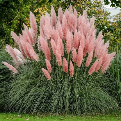 Pink Pampas Grass Seeds for Planting