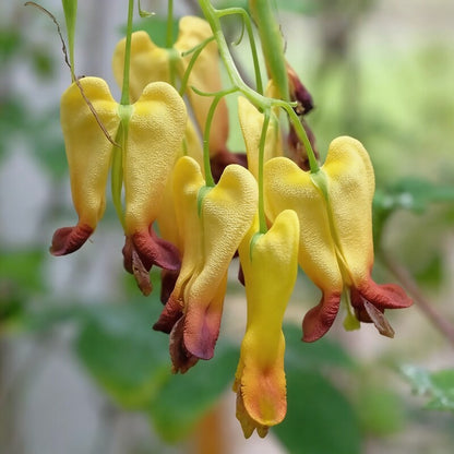 Dicentra Torulosa Flower Seeds - Perennial Flower Seeds for Garden