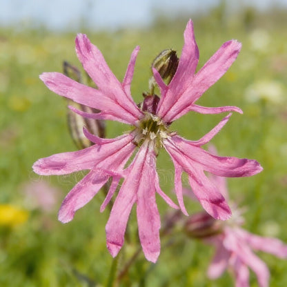 Ragged Robin Flower Seeds for Planting – Delicate Pink Perennial Wildflower for Natural Gardens