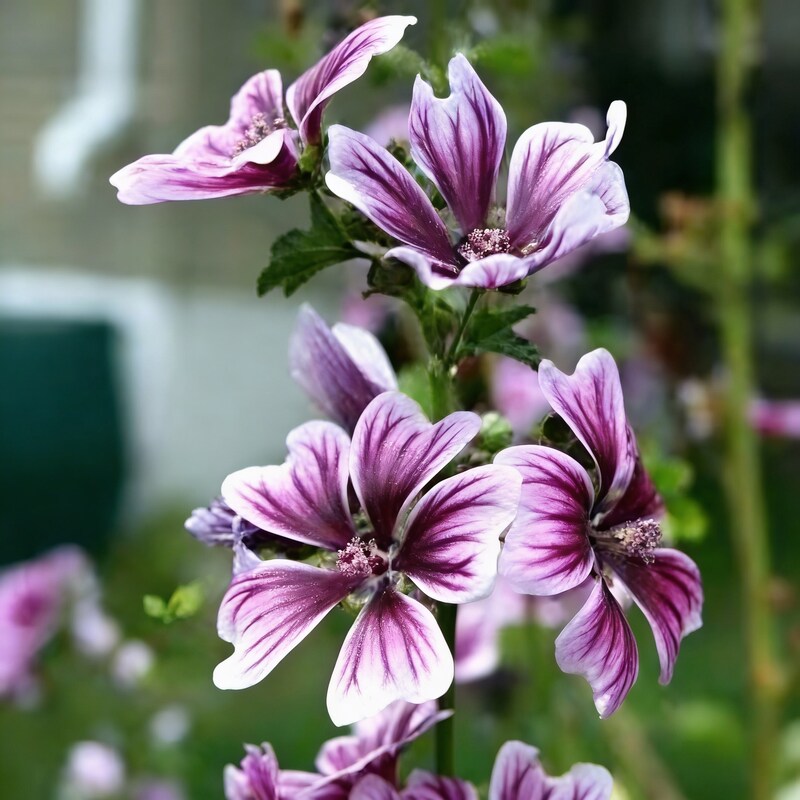 Hollyhock Malva Seeds - Hollyhock Flower Seeds for Garden