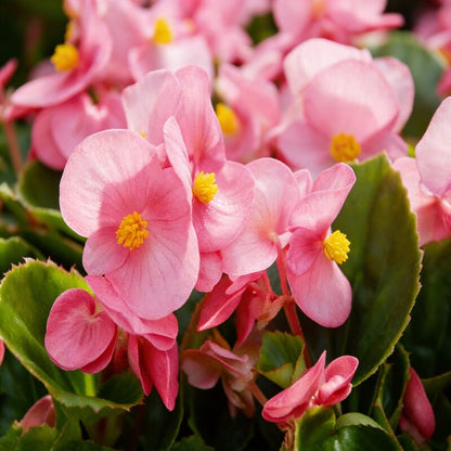 Pink Begonia Flower Seeds for Garden Planting