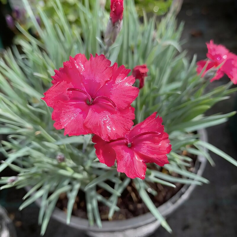 dianthus-badenia-flower-seeds-fragrant-and-elegant-garden-blooms