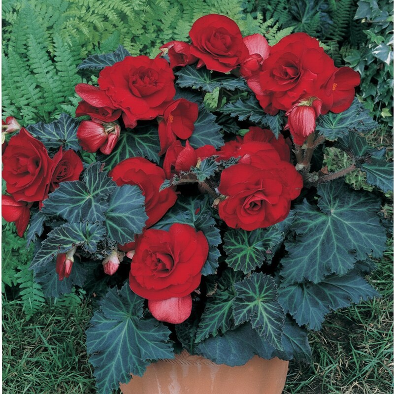 dark-burgundy-begonia-flower-seeds-for-garden-planting