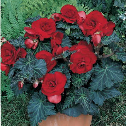 Dark Burgundy Begonia Flower Seeds for Garden Planting