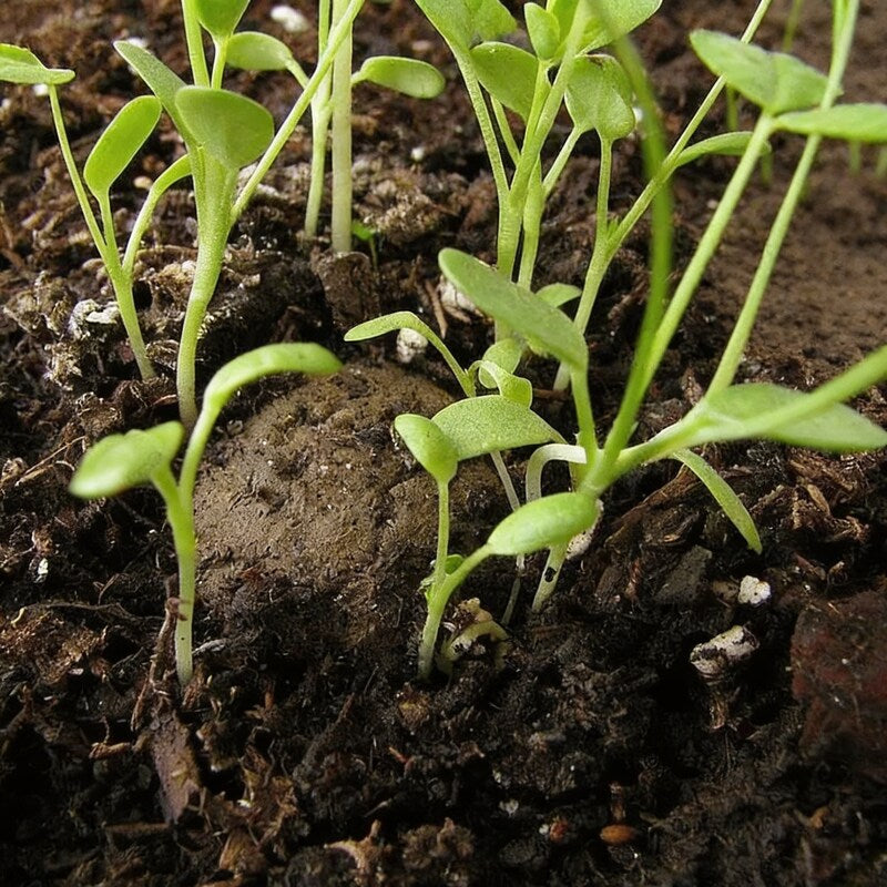 Blue Bougainvillea Spectabilis Seeds Vibrant Tropical Climber