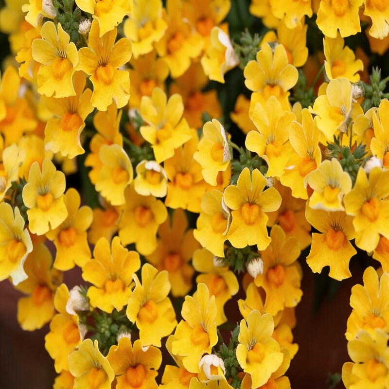 yellow-densiflorum-flower-seeds-for-bright-and-cheerful-garden-blooms