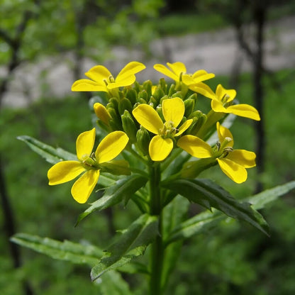 Erysimum Pieninicum Flower Seeds - Perennial Flower Seeds for Garden