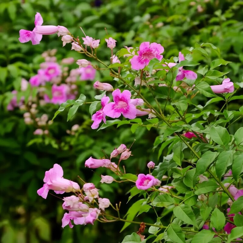 podranea-ricasoliana-seeds-for-garden-planting
