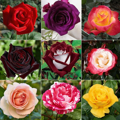 Hybrid All-Season Mixed Rose Flower Seeds for Planting – Year-Round Blooms
