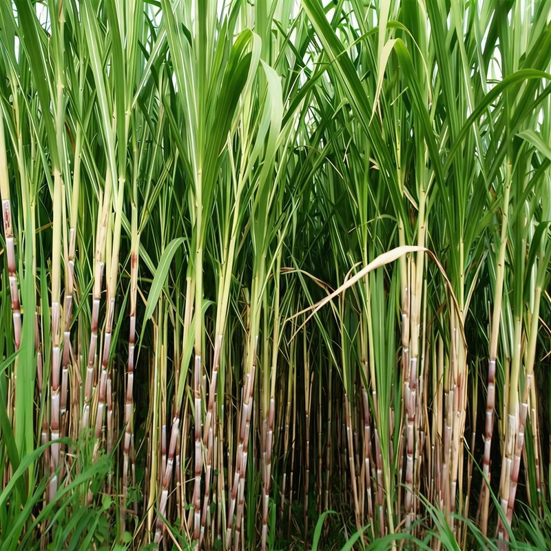 Sugar Cane Plant Seeds for Garden and Landscaping