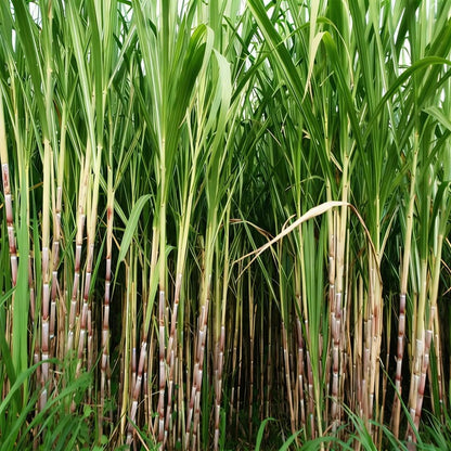 Sugar Cane Plant Seeds for Garden and Landscaping