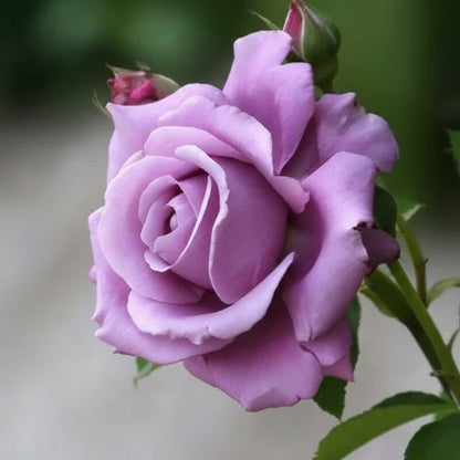 Lavender Purple Rose Flower Seeds for Garden Planting