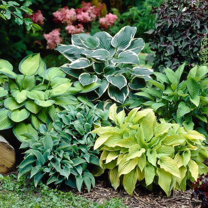 Hosta Mix Plant Seeds - Hosta Foliage Seeds for Garden