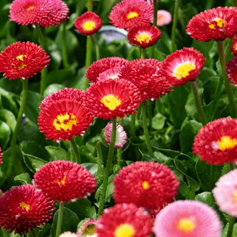 nm-daisy-double-mix-bellis-perennis-seeds-for-garden-planting