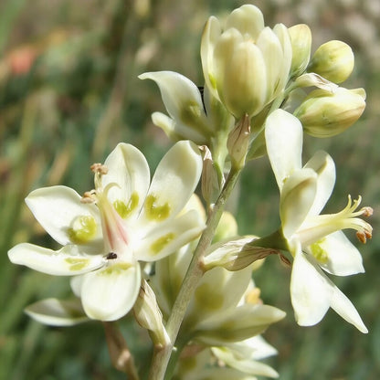Zigadenus elegans Seeds for Garden Planting