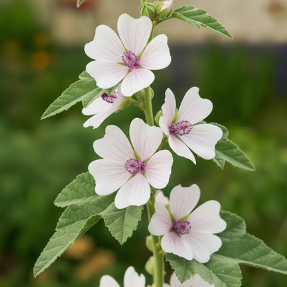 Marsh Mallow Flower Seeds