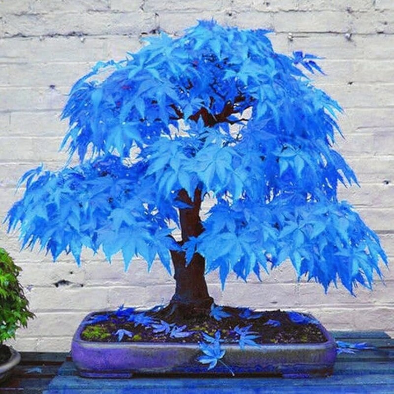 rare-blue-maple-dwarf-seeds-for-planting-unique-miniature-blue-maple-tree